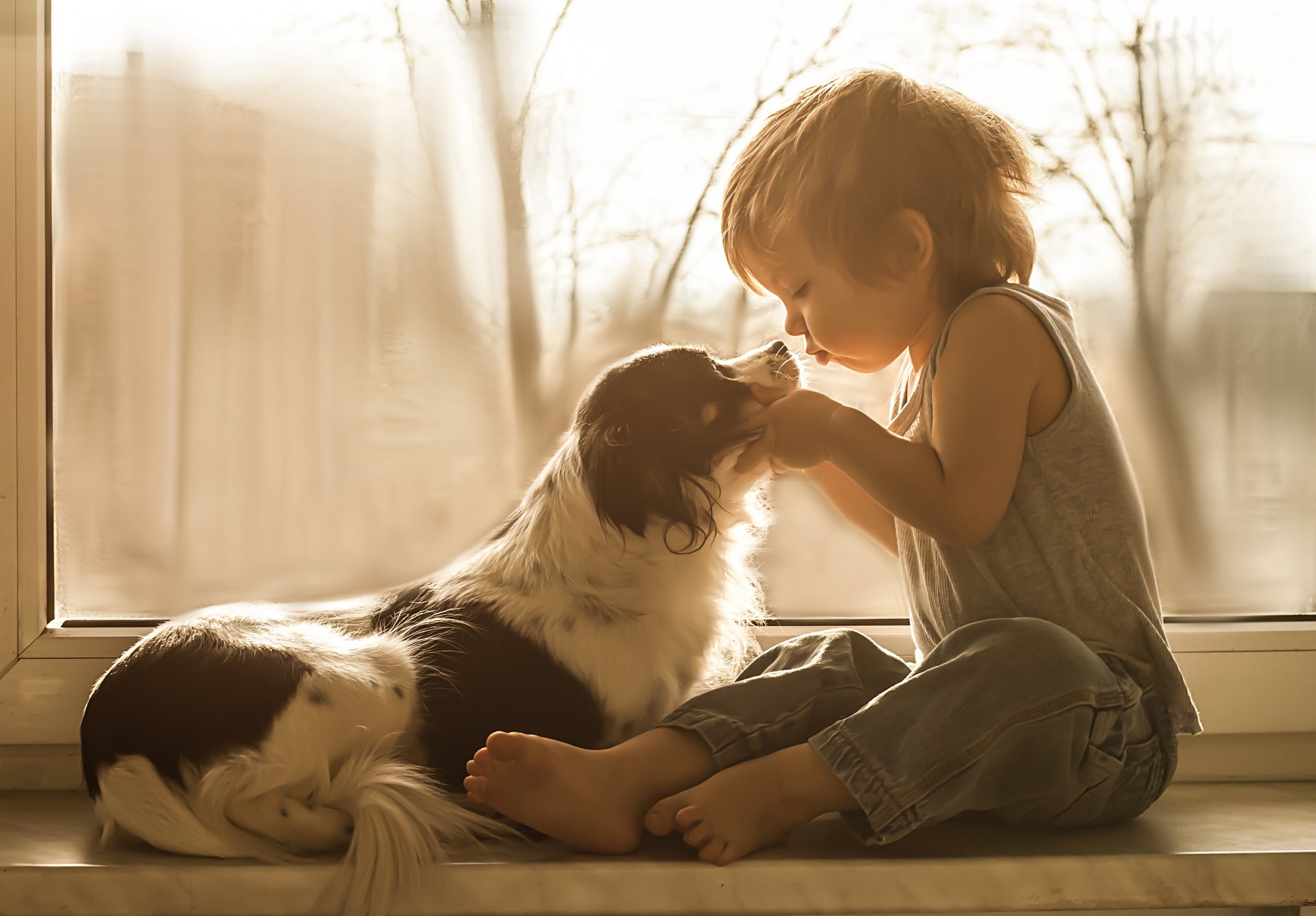 junge hund freunde fenster auf der fensterbank