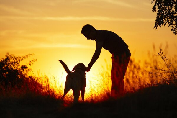 Bei Sonnenuntergang füttert der Typ den Hund