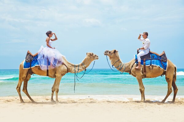 A couple in love on camels on the seashore