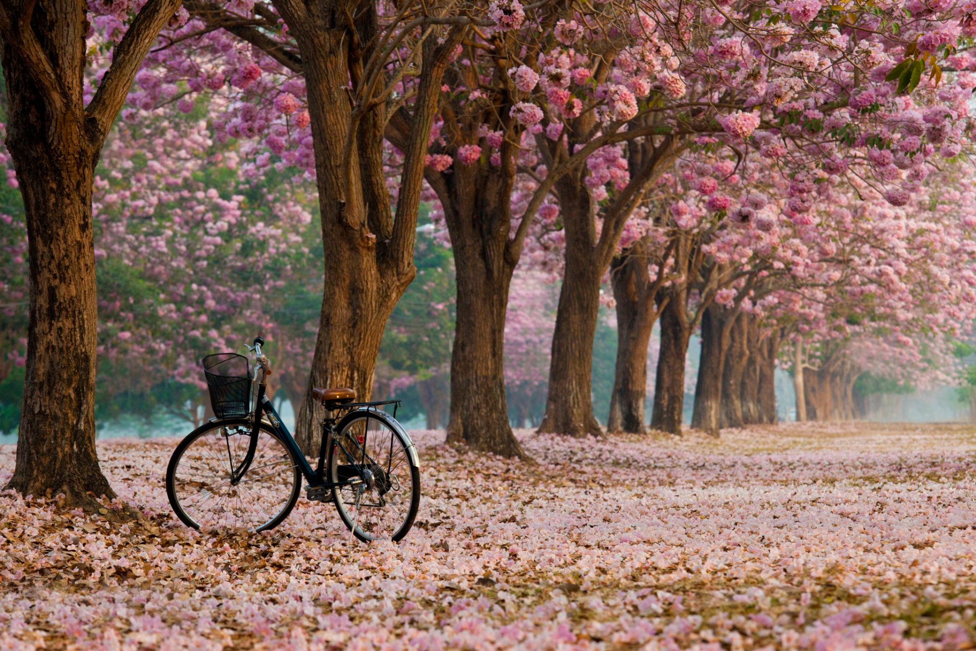 allée de la floraison vélo