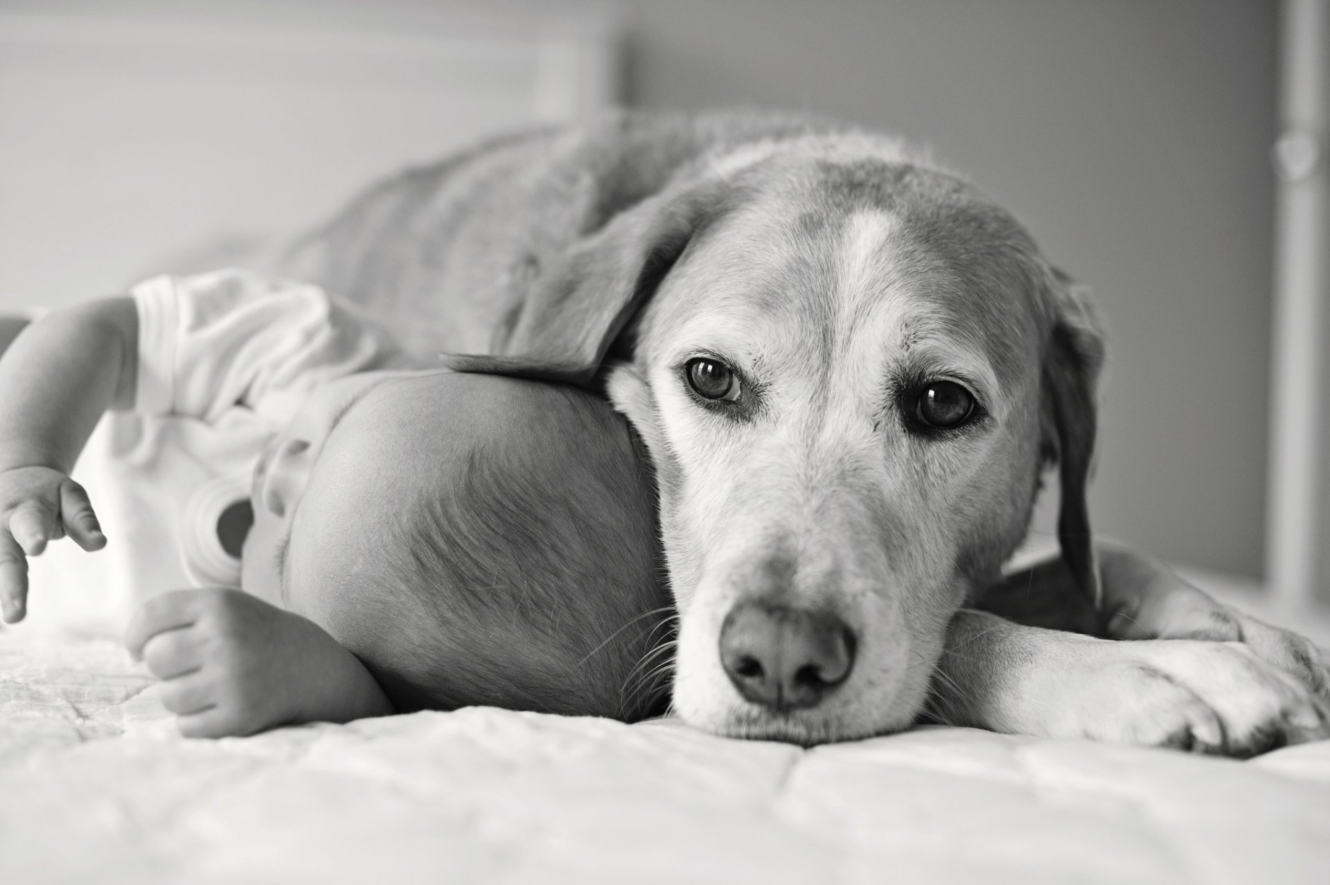 kind kind hund blick freund schwarz und weiß