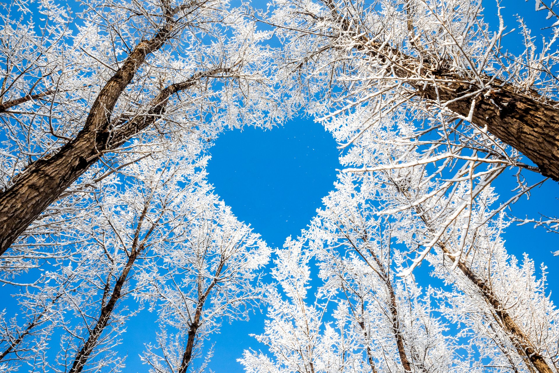 árboles ramas invierno naturaleza nieve cielo corazón corazón