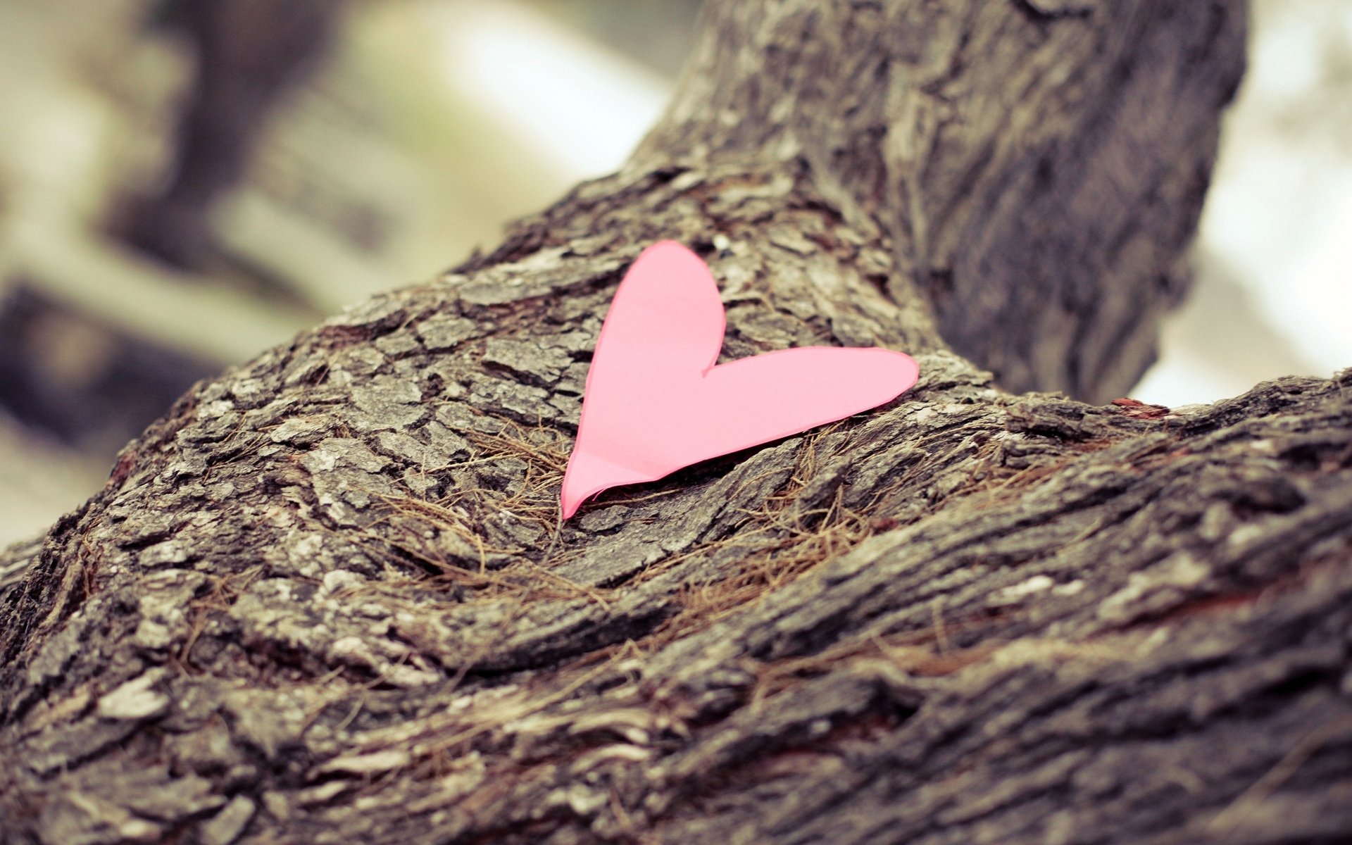 mood cuore cuore carta carta albero corteccia macro sfocatura sfondo carta da parati widescreen schermo intero widescreen widescreen