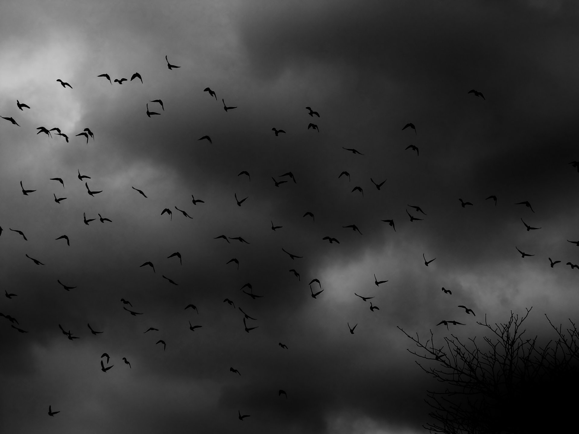 les oiseaux la volée le buisson les nuages l obscurité