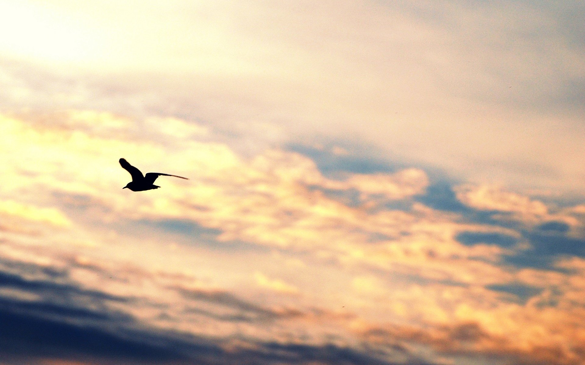 humeur oiseau vol ailes silhouette mouette liberté ciel nuages fond papier peint écran large plein écran écran large écran large