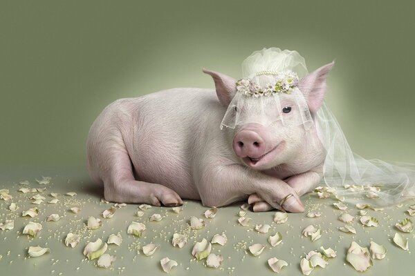 Al matrimonio, piggy ha deciso di grugnire un po per dormire