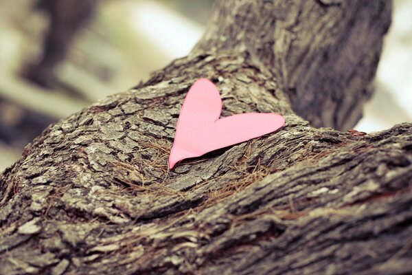 Cuore di carta sull albero