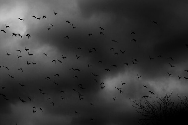 A flock of birds in the dark