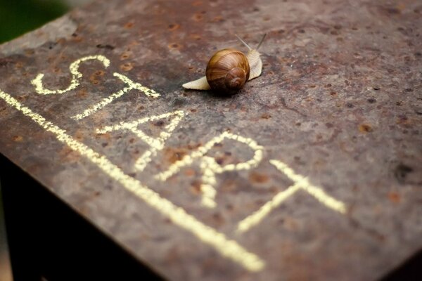 Escargot rampant sur une bande de métal avec l inscription Start