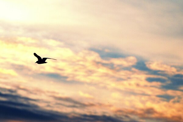 Pájaro en vuelo contra el cielo con nubes