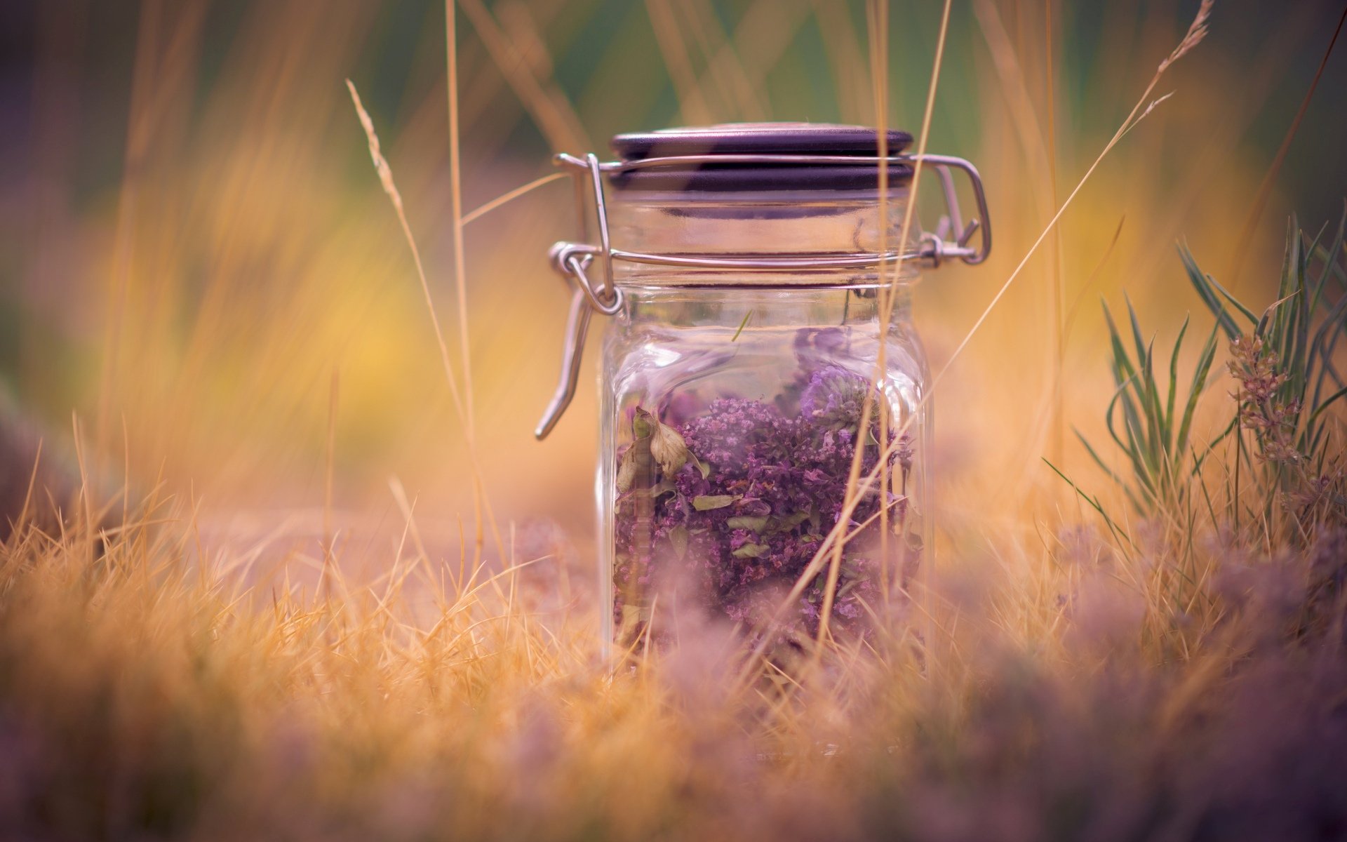 mood vaso vaso pianta viola lavanda macro macro erba sfocatura sfondo carta da parati widescreen schermo intero widescreen widescreen