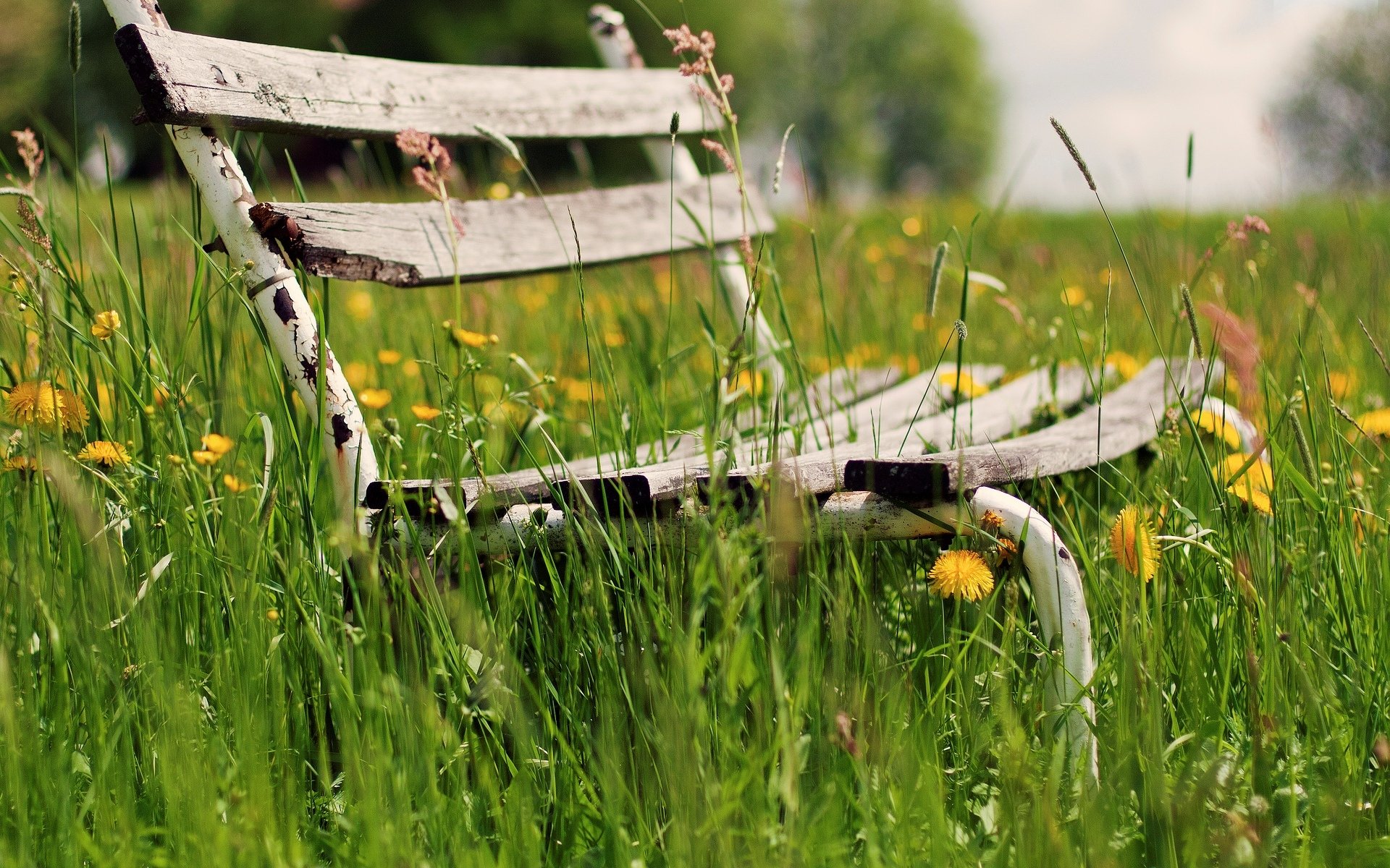 mood bench bench bench bench greenery grass vegetation flowers flowers background wallpaper widescreen fullscreen widescreen widescreen