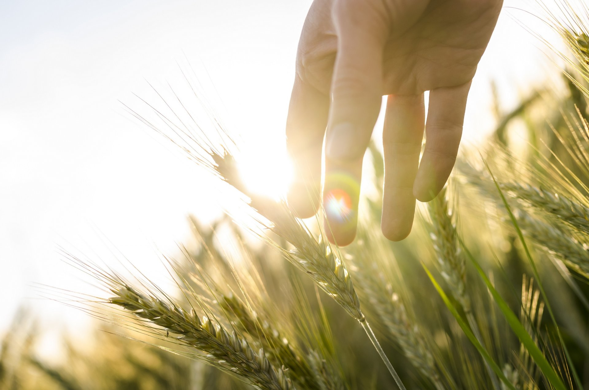 le soleil la lumière la main des épis de blé champ le seigle le blé