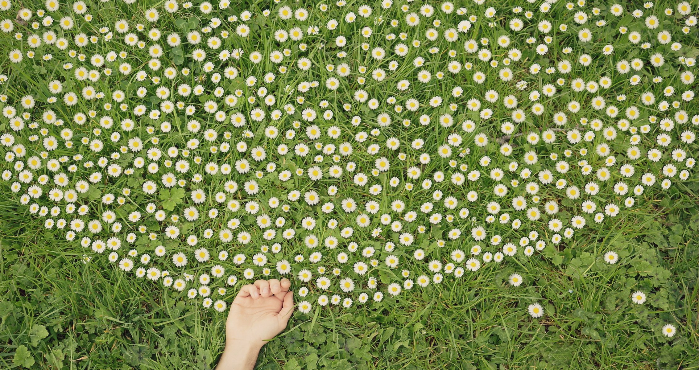 hand chamomile flower