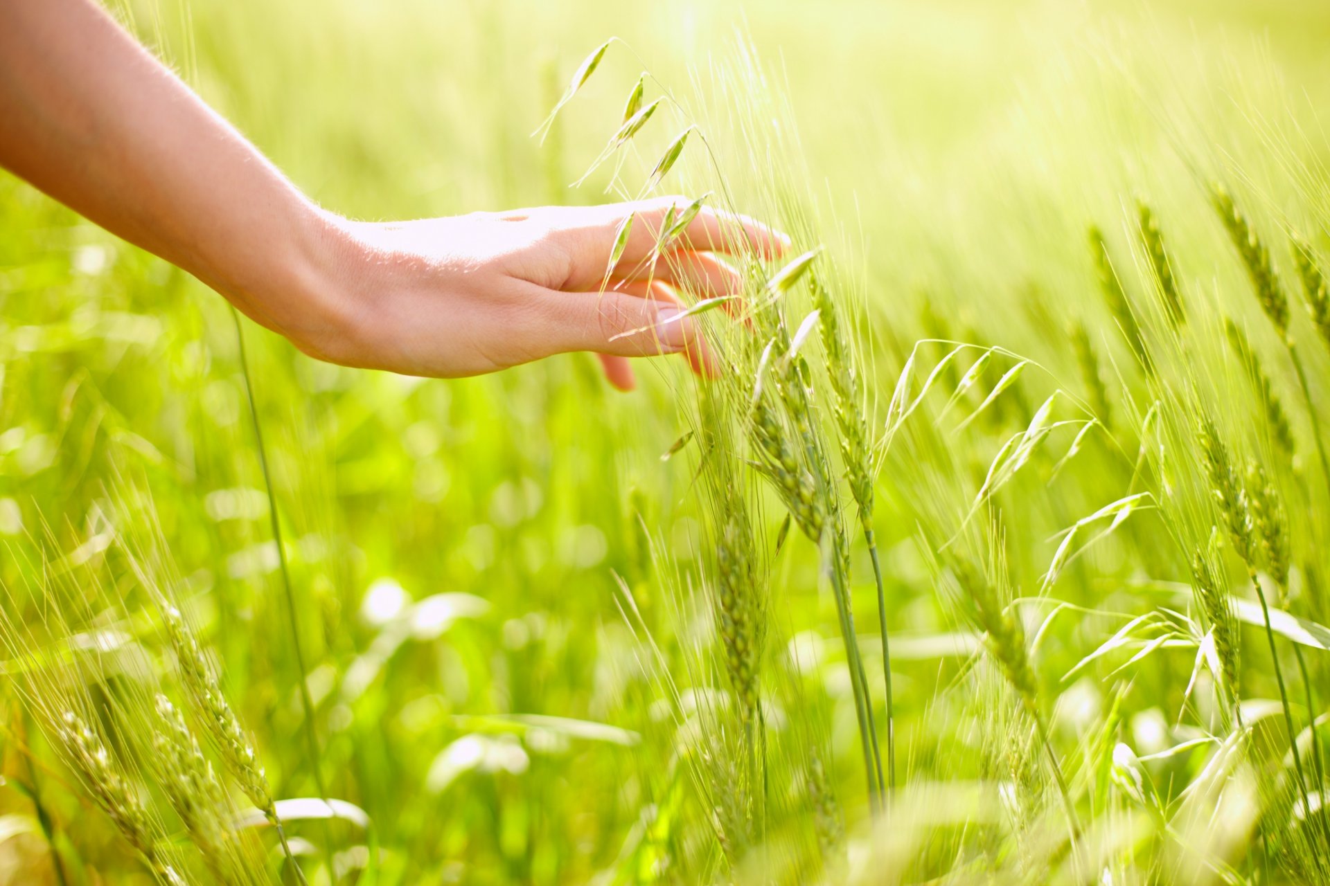 the field rye and oats hand