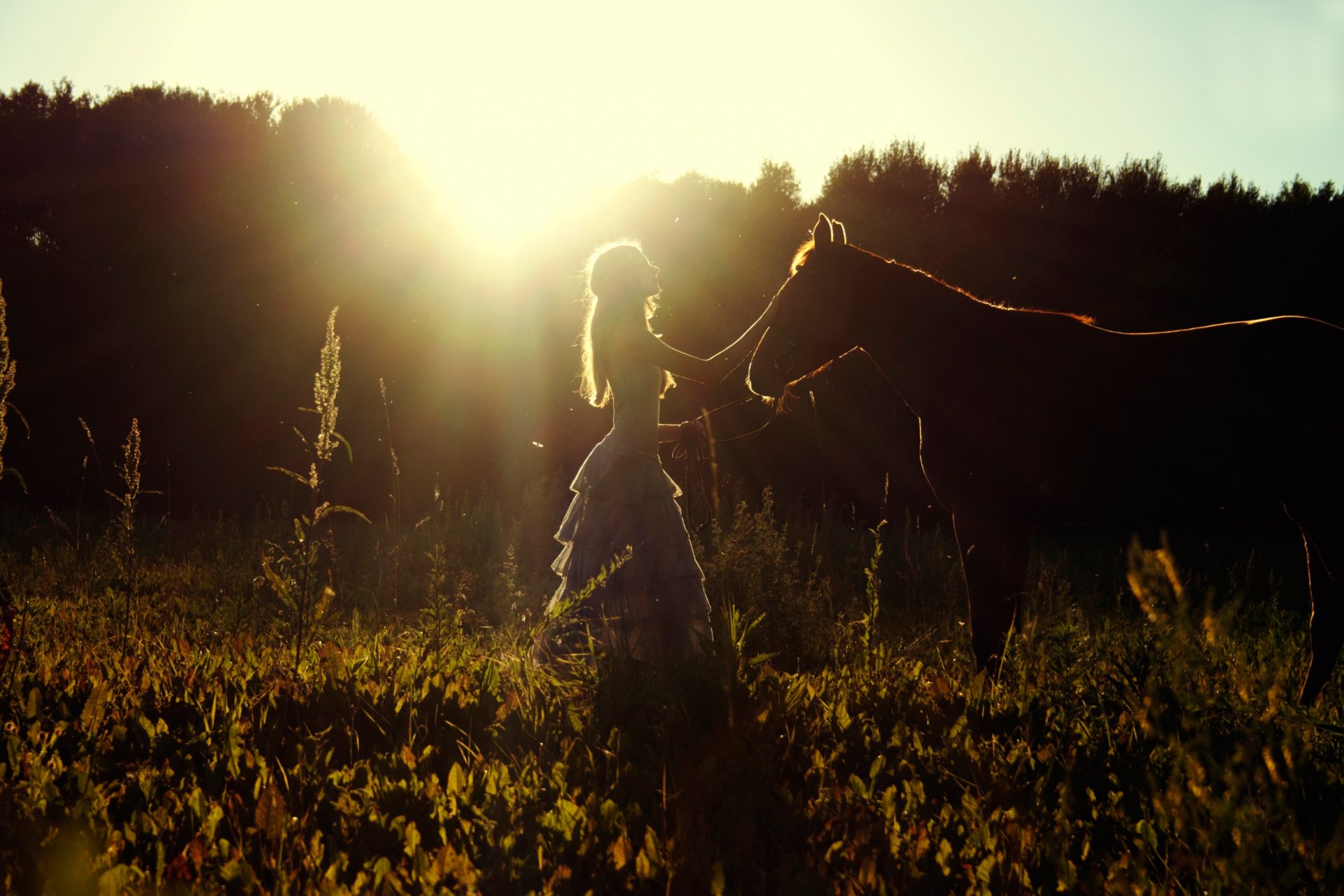 girl sun summer the field horse