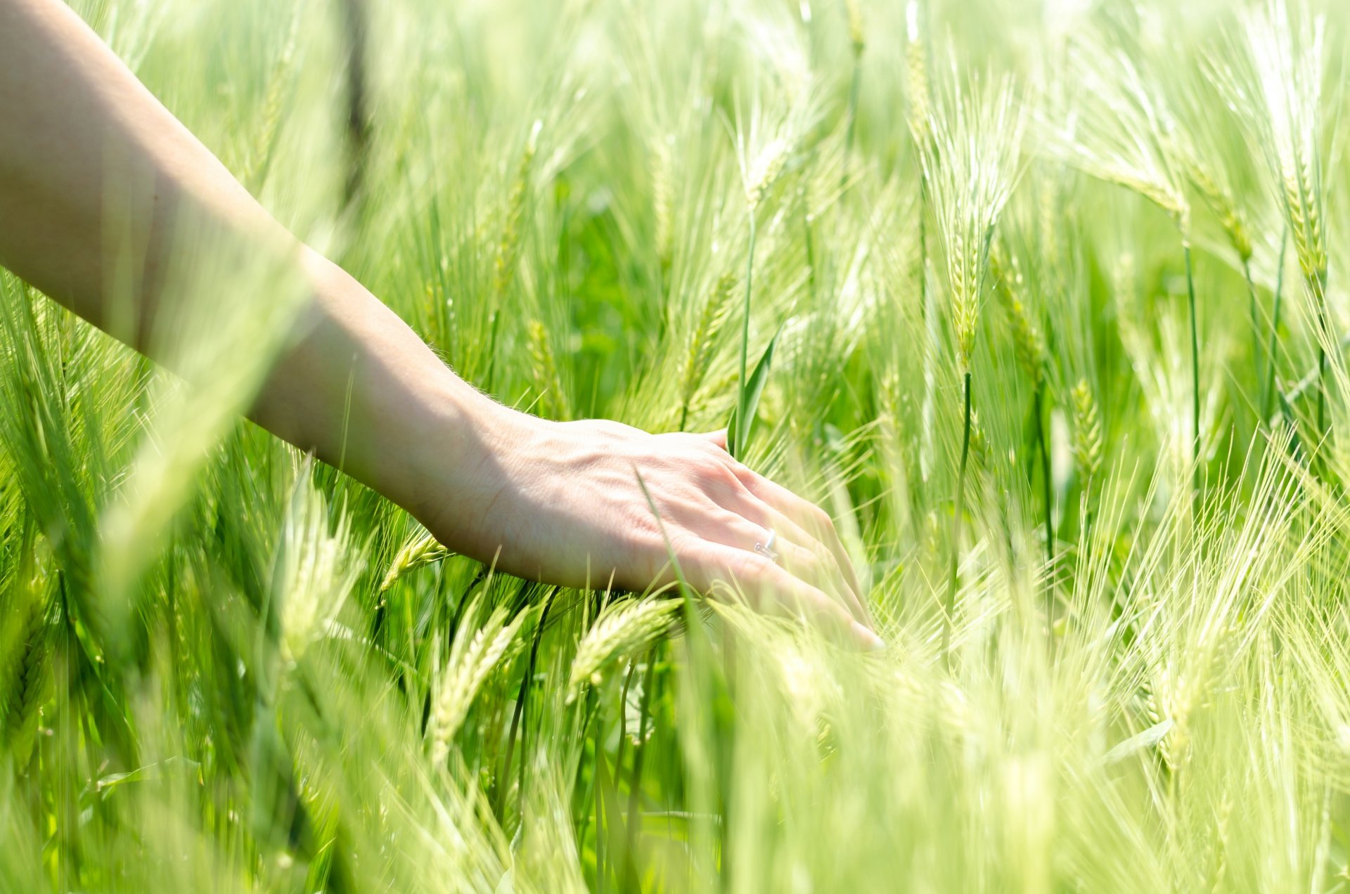 rye wheat ears hand ring mood