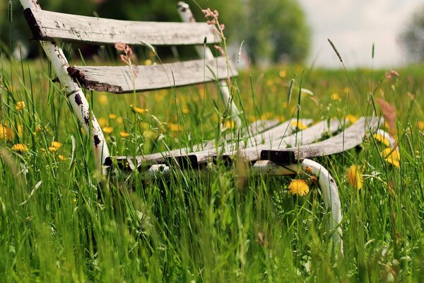 A bench in a field of dandelions. Silence