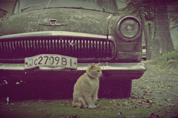 Altes paritätisches Auto neben einer Katze