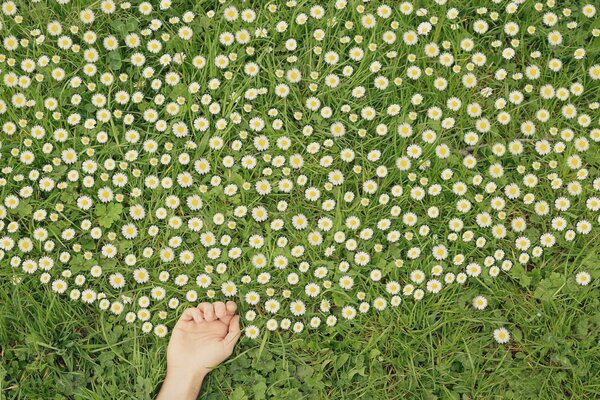 Campo de flores en un Prado verde