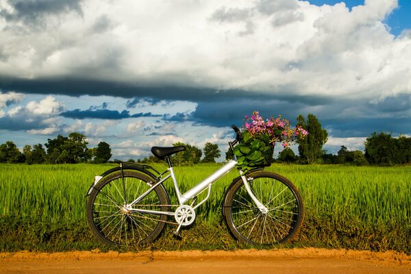 Carta da parati a schermo intero per l umore con prato e estate in bicicletta