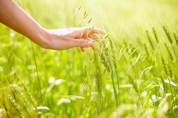 A hand touches rye on a field on a green background