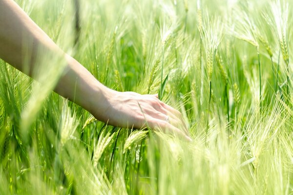 A hand strokes the ears of wheat