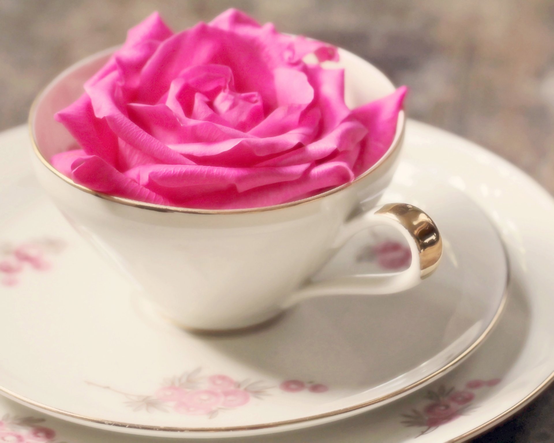 mood cup mug rose pink flower tender background wallpaper wallpaper