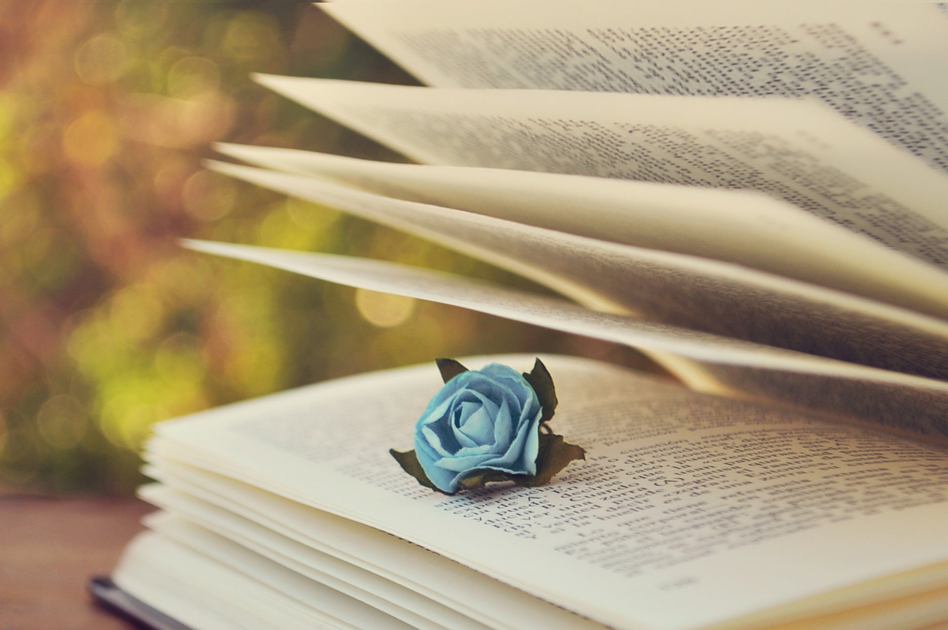 book pages the text rose blue bokeh