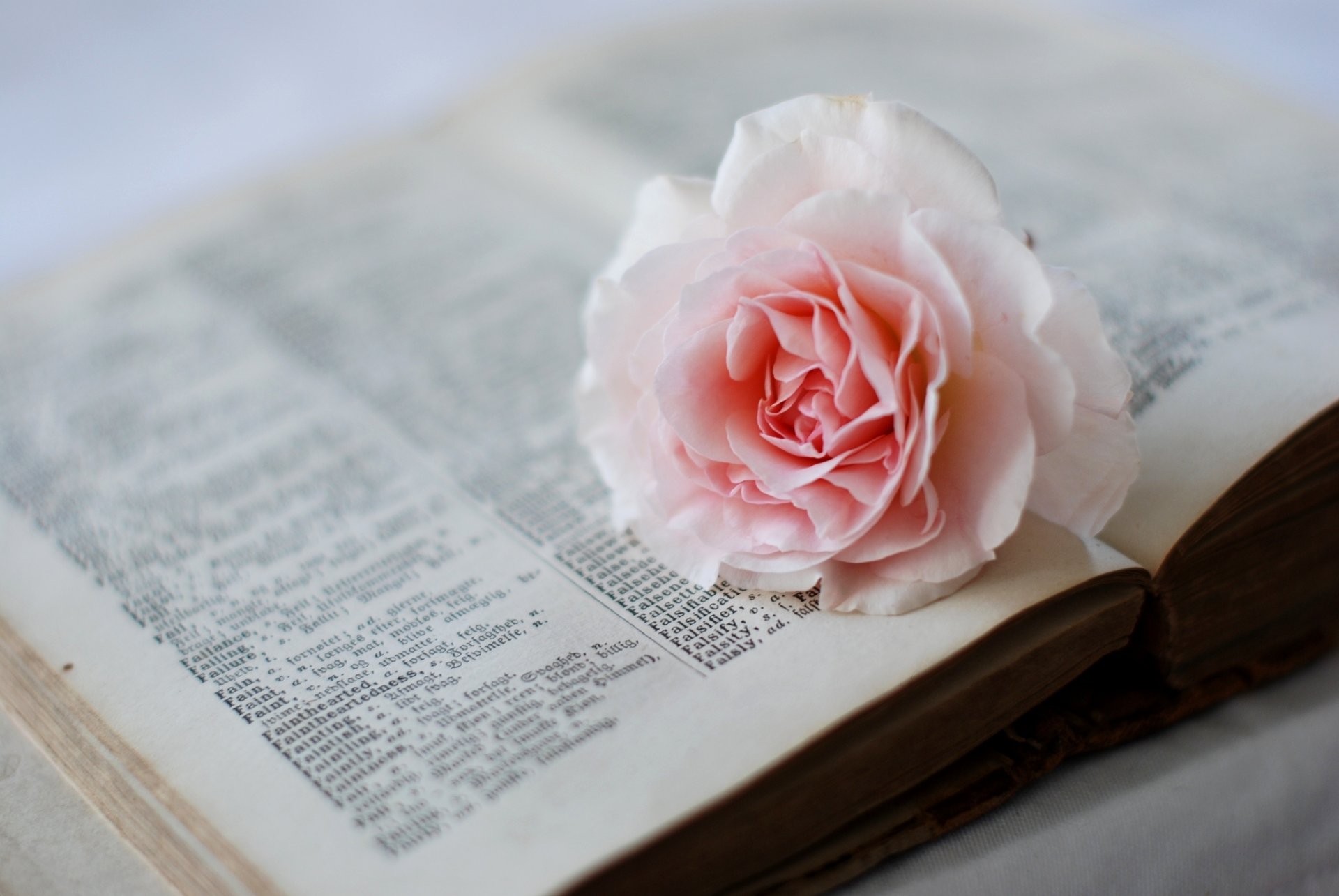 livre dictionnaire pages fleur rose rose