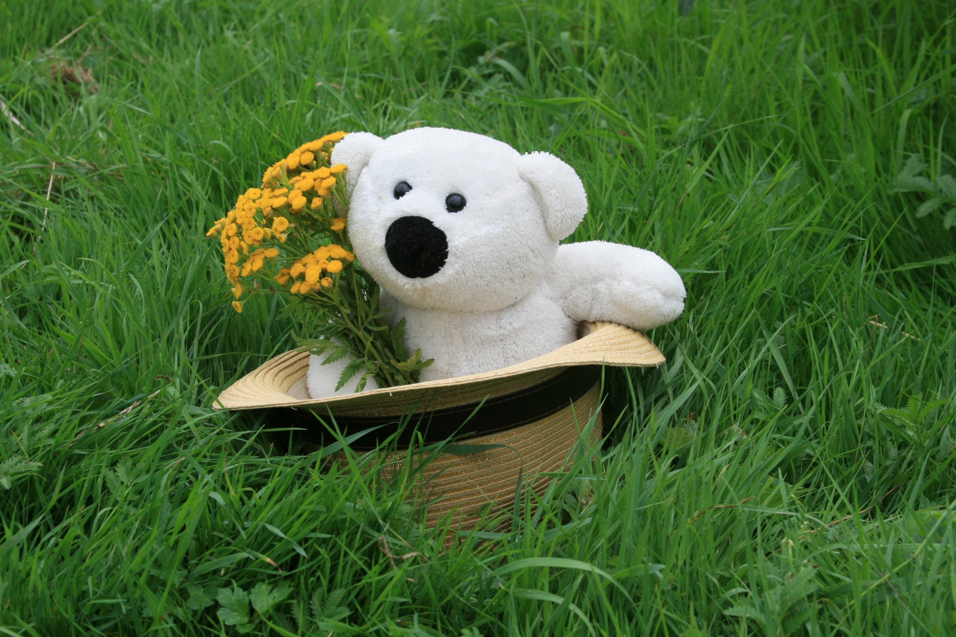 stimmung tapete teddybär weiß spielzeug mit hut teddybär blumenstrauß blumenstrauß hintergrund