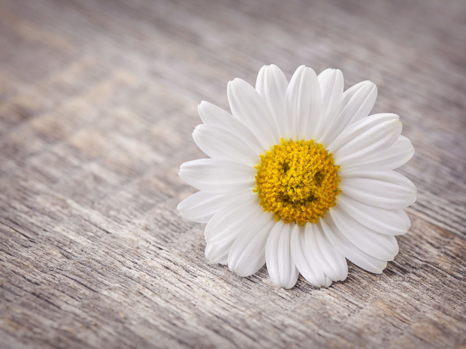 estado de ánimo flores flores margarita pétalos sonrisa fondo pantalla ancha pantalla completa pantalla ancha papel pintado