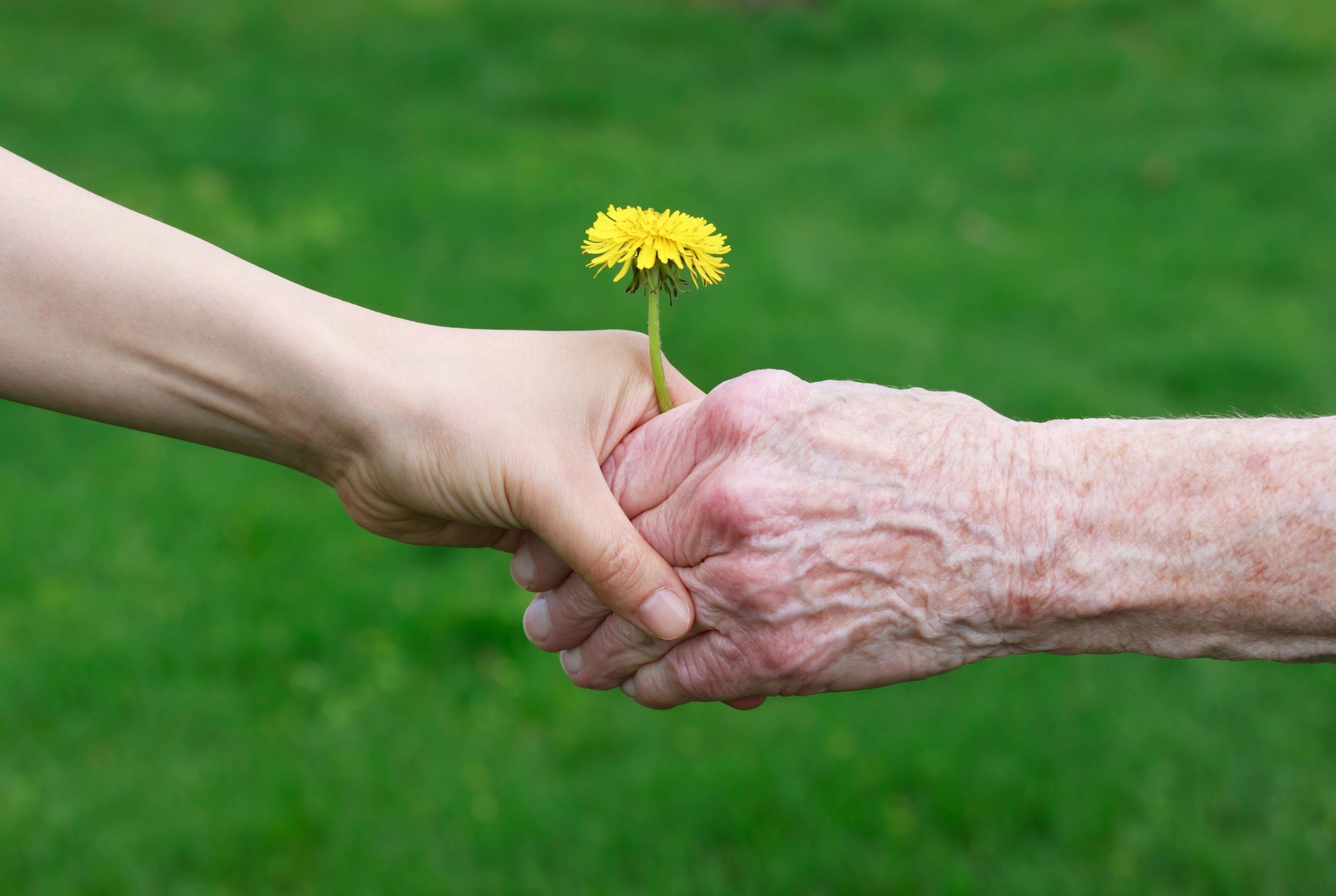 moods man grandfather baby children child kids kids hands protection support flowers flower yellow nature grass greenery meadow blur background wallpaper widescreen fullscreen widescreen widescreen