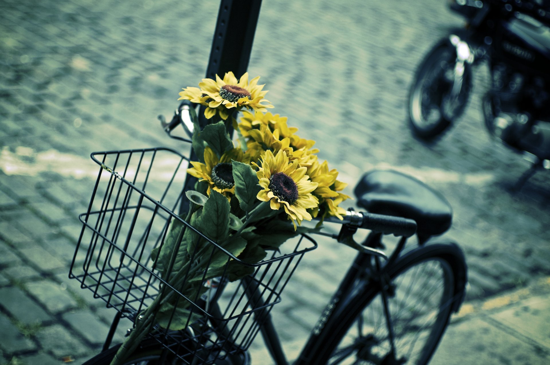 stimmung fahrrad korb korb blumen blumen blumen sonnenblume gelb blau kontrast blätter unschärfe hintergrund tapete widescreen vollbild widescreen widescreen die meisten