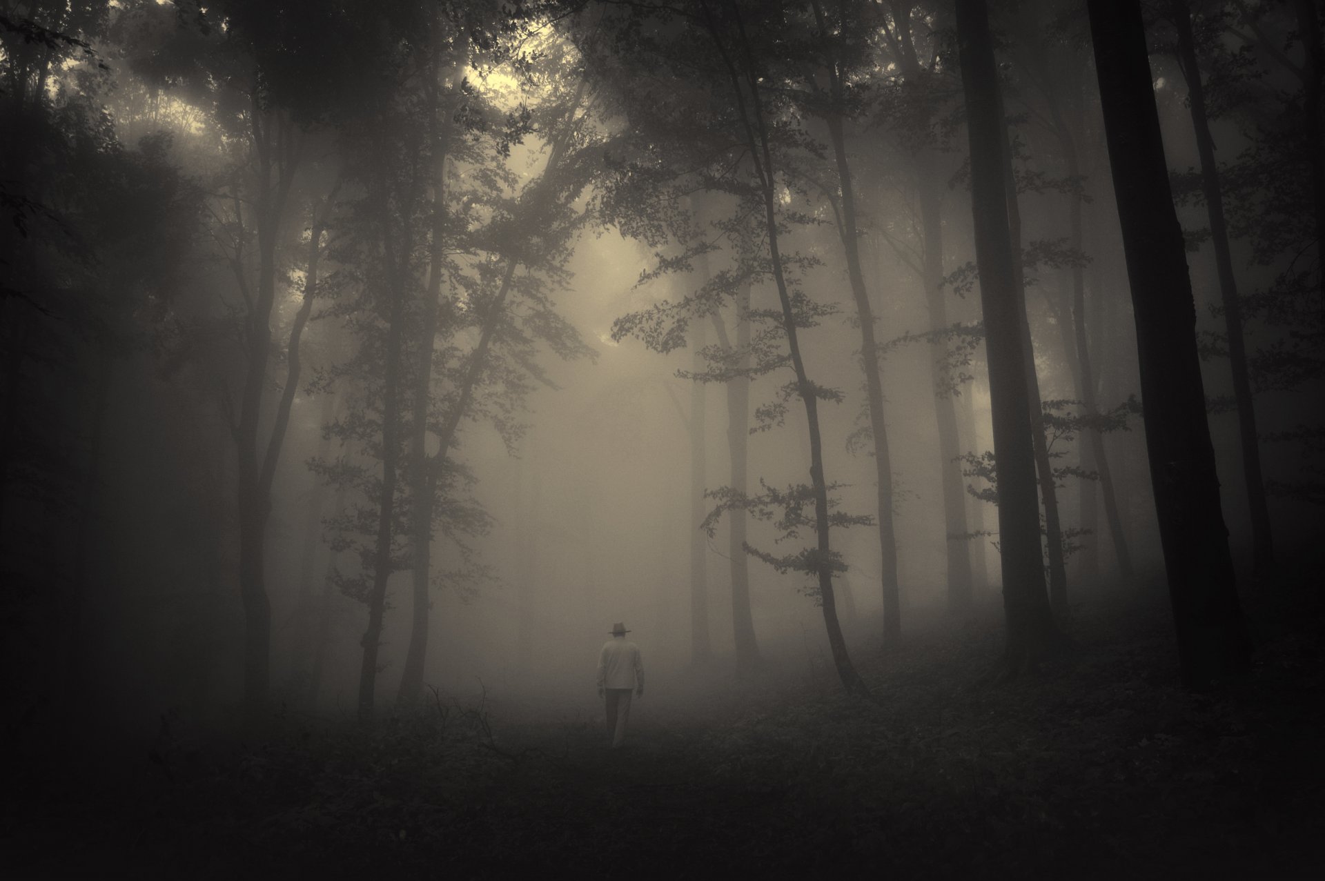 foresta alberi raccapricciante natura paesaggio nebbioso vecchio solitario strada tristezza raccapricciante nebbioso