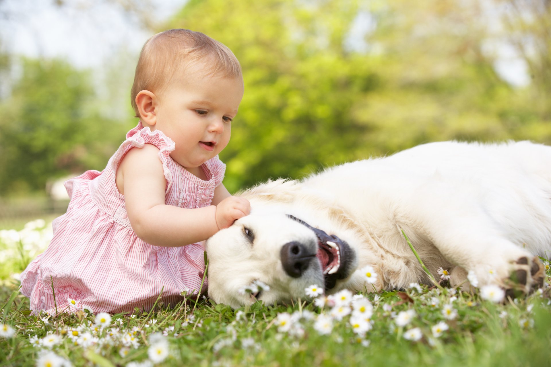 pequeña niña hermosa bebé infancia perro juego modo feliz alegría hierba flores pequeña niña hermosa juegos moda feliz