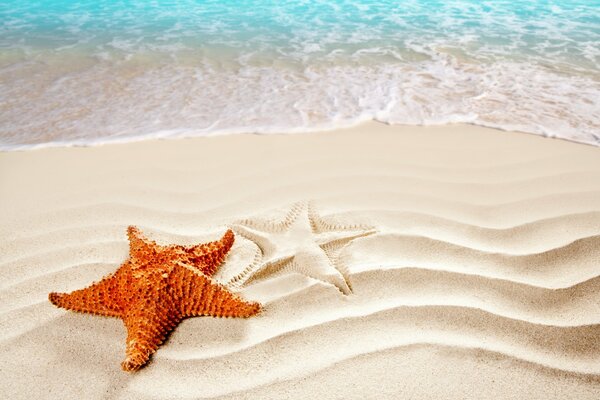 STARFISH ON THE SAND BY THE SEA