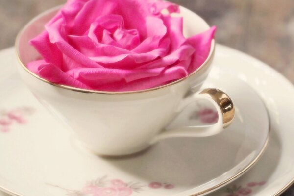Rose rose dans une tasse sur une soucoupe
