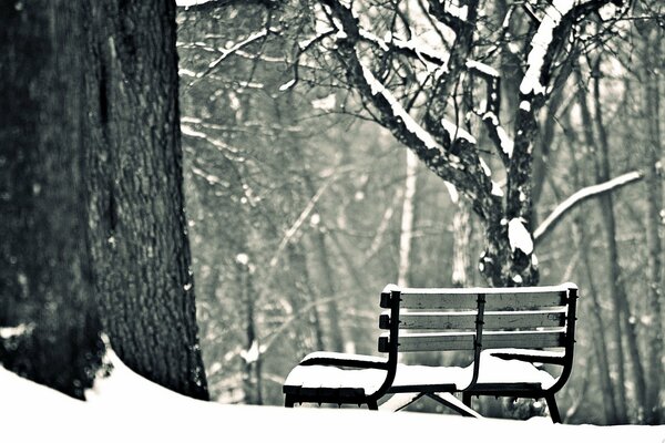 Panchina di neve, foresta, alberi, neve