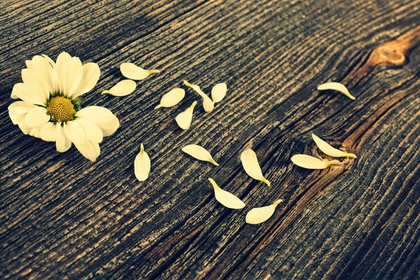 Flor con pétalos blancos colgantes