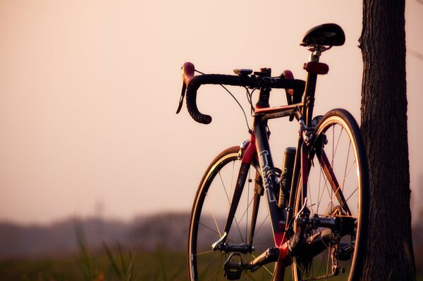 Bicicleta deportiva estacionada contra un árbol