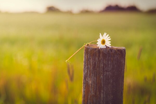 A daisy left on a pole in the field