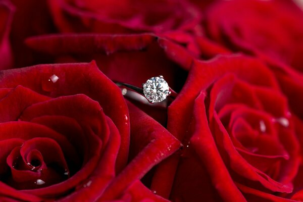 Diamond ring in red roses