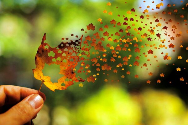 La foglia d autunno vola magnificamente nel vento