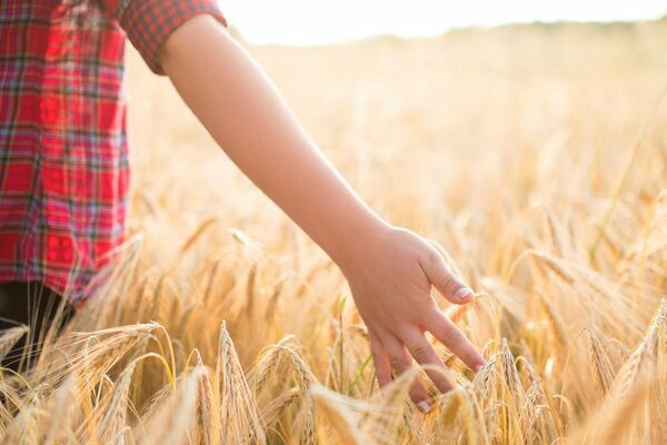 A hand strokes the ears of wheat