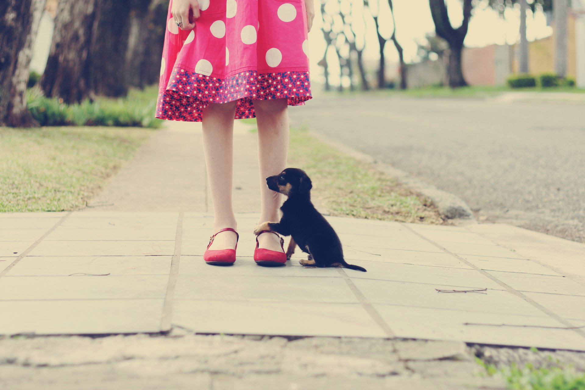 stimmung mädchen beine kleid rosa polka dots hund. hund ring dekoration asphalt straße boden bäume blätter grün gras fußweg straße hintergrund tapete schick vollbild