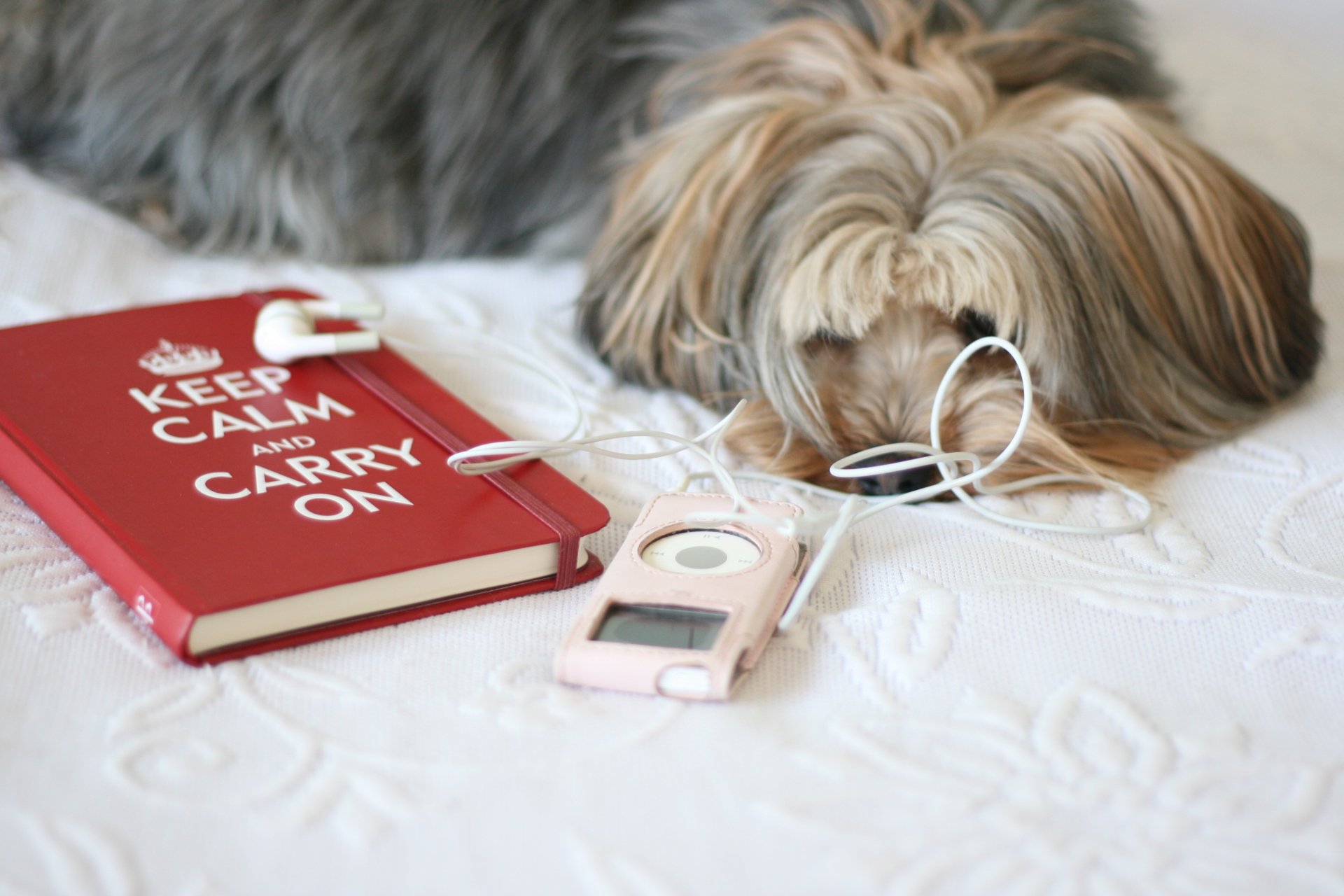 mood dog doggie player pink notebook book inscription red bed background wallpaper