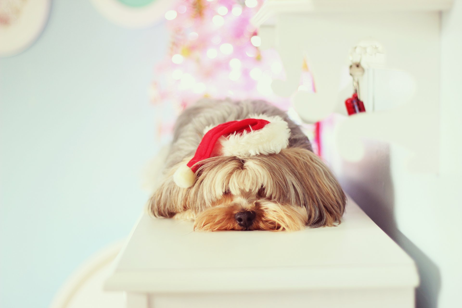 humeur nouvel an vacances noël chien toutou chapeau année arrière-plan fond d écran