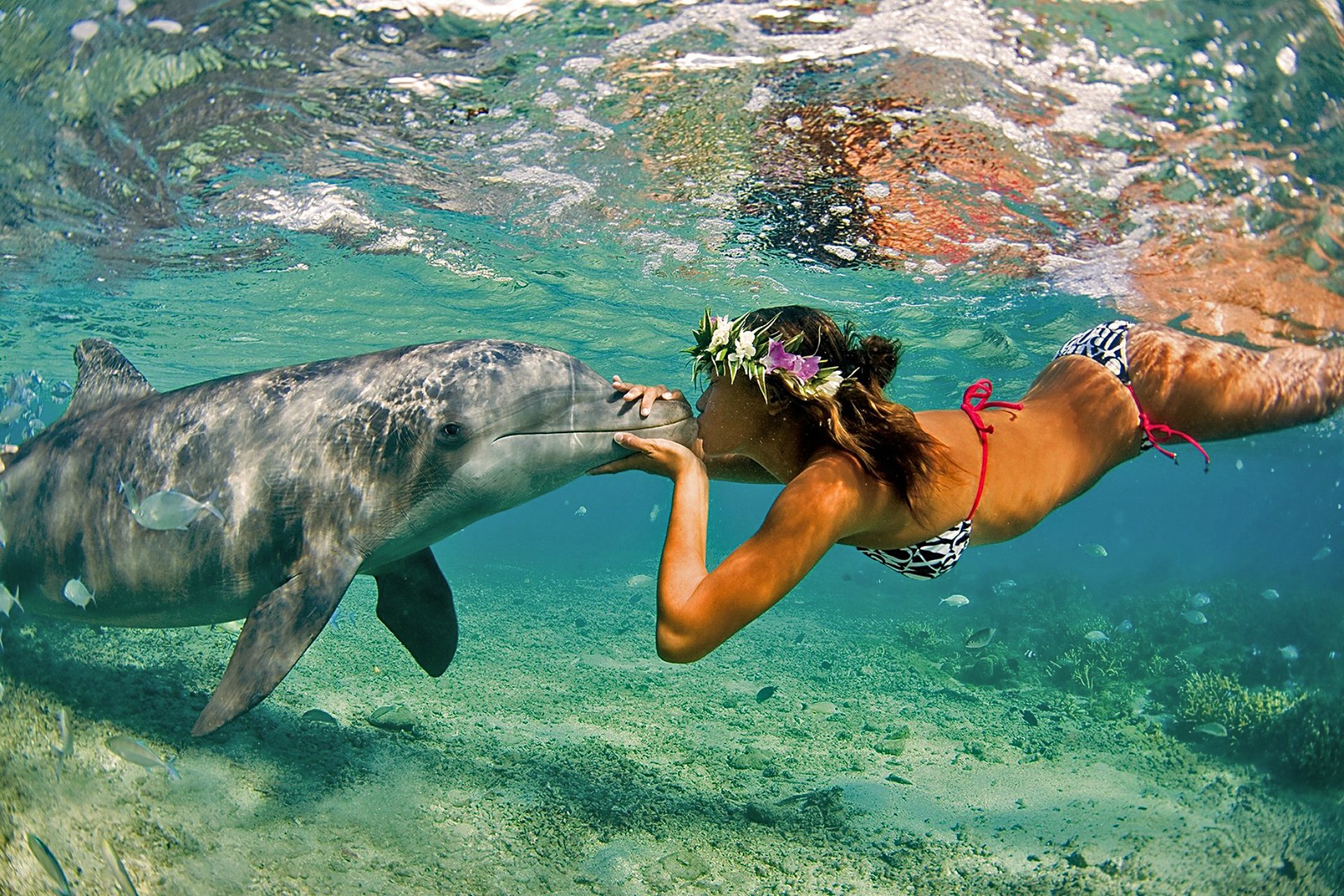 delfín chica océano mar naturaleza verano beso amistad pareja