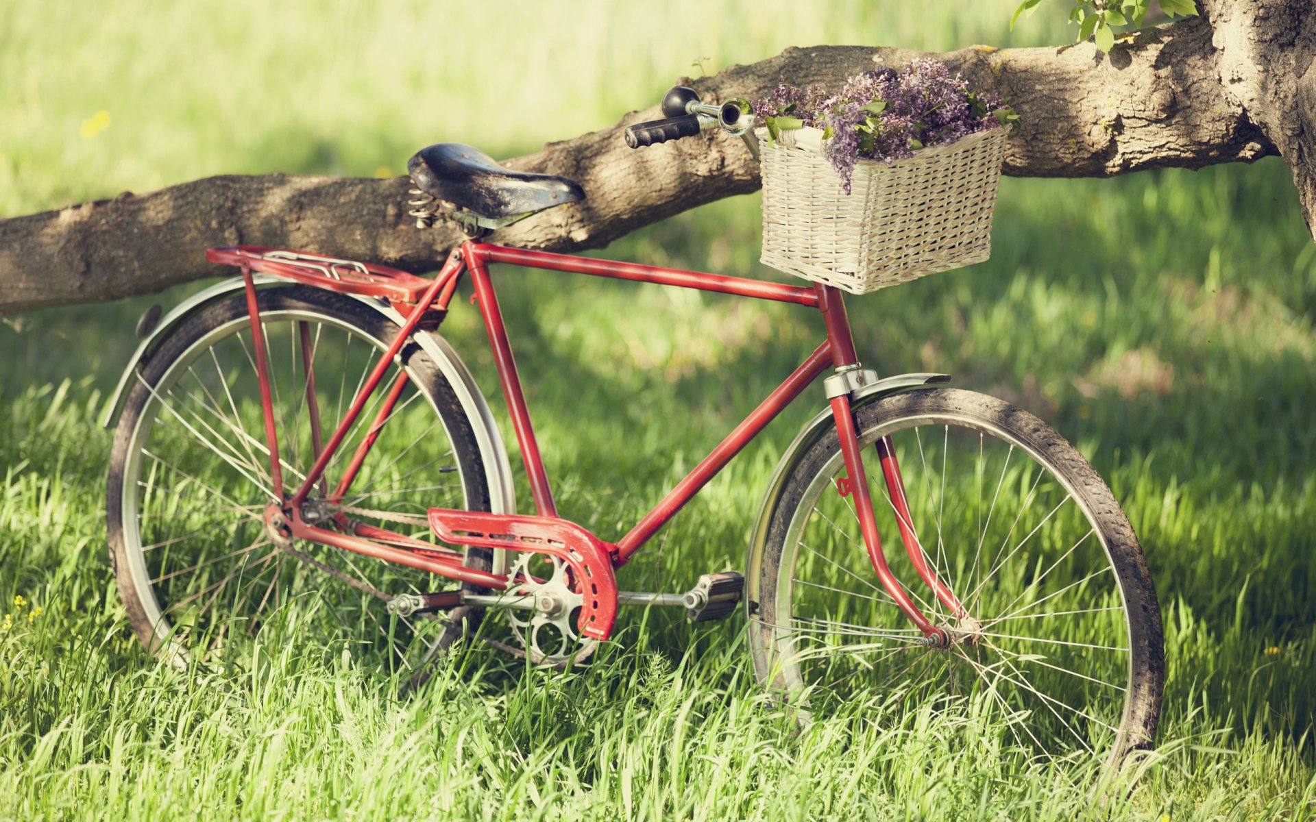 humeur grand vélo vélo roues rayons herbe verdure été printemps joie vacances liberté rêve romance promenade voyage pique-nique fleurs rouge arbre tronc écorce cadre bouquets papier peint beau fond d écran chaîne pneus raies ressort ressorts